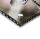 Northern Pygmy Owl Acrylic print