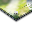 Grizzly Cub Acrylic print