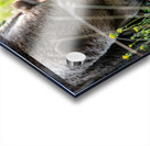 Grizzly Cub Acrylic print