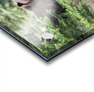 Grizzly Bear Acrylic print