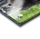 Grizzly Cubs Acrylic print