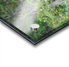 Grizzly Cub Acrylic print