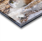 Northern Saw-Whet Owlet Acrylic print