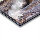 Northern Saw-Whet Owlets Acrylic print