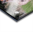 Coyote Acrylic print