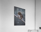 Northern Pygmy Owl Acrylic Print