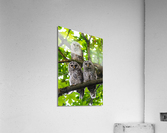 Barred Owlets Acrylic Print