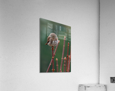 Northern Pygmy Owl Acrylic Print