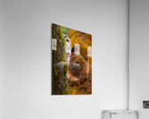 Barred Owlet Acrylic Print