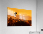 Short-eared Owl Acrylic Print