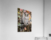 Long-eared Owl Acrylic Print