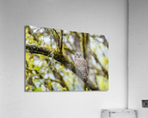 Barred Owl Acrylic Print