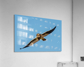 Short-eared Owl Acrylic Print