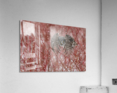 Northern Hawk Owl Acrylic Print