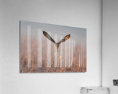 Short-eared Owl Acrylic Print