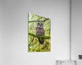 Barred Owl Acrylic Print