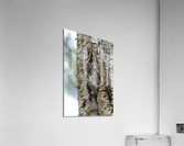 Western Screech Owl Acrylic Print