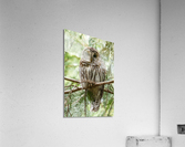 Barred Owl Acrylic Print