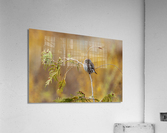 Northern Pygmy Owl Acrylic Print