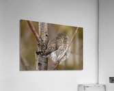 Northern Pygmy Owl Acrylic Print