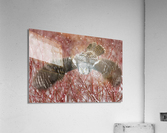 Northern Hawk Owl Acrylic Print