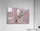 Northern Hawk Owl Impression acrylique