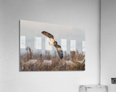 Short-eared Owl Acrylic Print