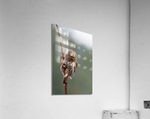 Northern Pygmy Owl Acrylic Print