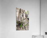 Western Screech Owl Acrylic Print