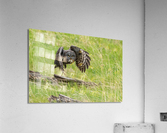 Great Gray Owl Acrylic Print