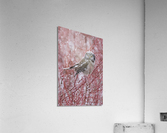 Northern Hawk Owl Acrylic Print