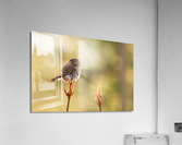 Northern Pygmy Owl Acrylic Print