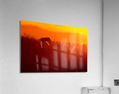 Short-eared Owl Acrylic Print