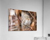 Northern Pygmy Owl Acrylic Print