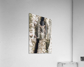 Western Screech Owl Acrylic Print