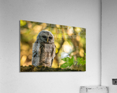 Barred Owl Acrylic Print
