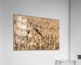 Short-eared Owl Acrylic Print