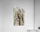 Western Screech Owl Acrylic Print