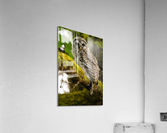 Barred Owlet Acrylic Print