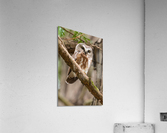 Northern Saw-Whet Owl Acrylic Print