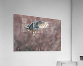 Northern Hawk Owl Acrylic Print