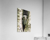 Western Screech Owlet Acrylic Print