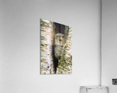 Western Screech Owlet Acrylic Print