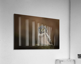 Northern Hawk Owl Acrylic Print