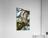 Great Horned Owl Impression acrylique