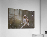 Northern Pygmy Owl Acrylic Print