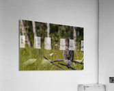 Great Gray Owl Acrylic Print