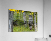 Great Gray Owl Acrylic Print