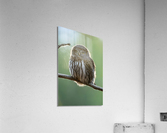 Northern Pygmy Owl Acrylic Print
