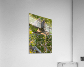 Great Gray Owlet Acrylic Print